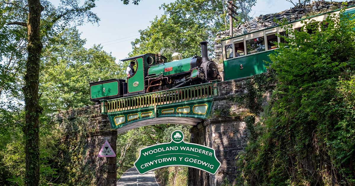 Ffestiniog Railway Woodland Wanderer